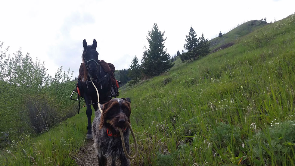 Griffon leading a horse