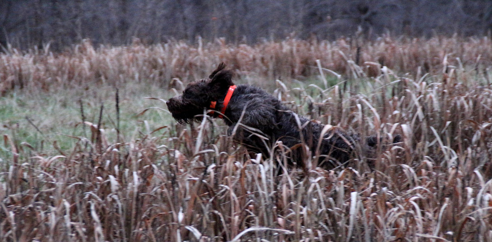 Wirehaired pointing griffon hunting pheasants in Bozeman, Montana