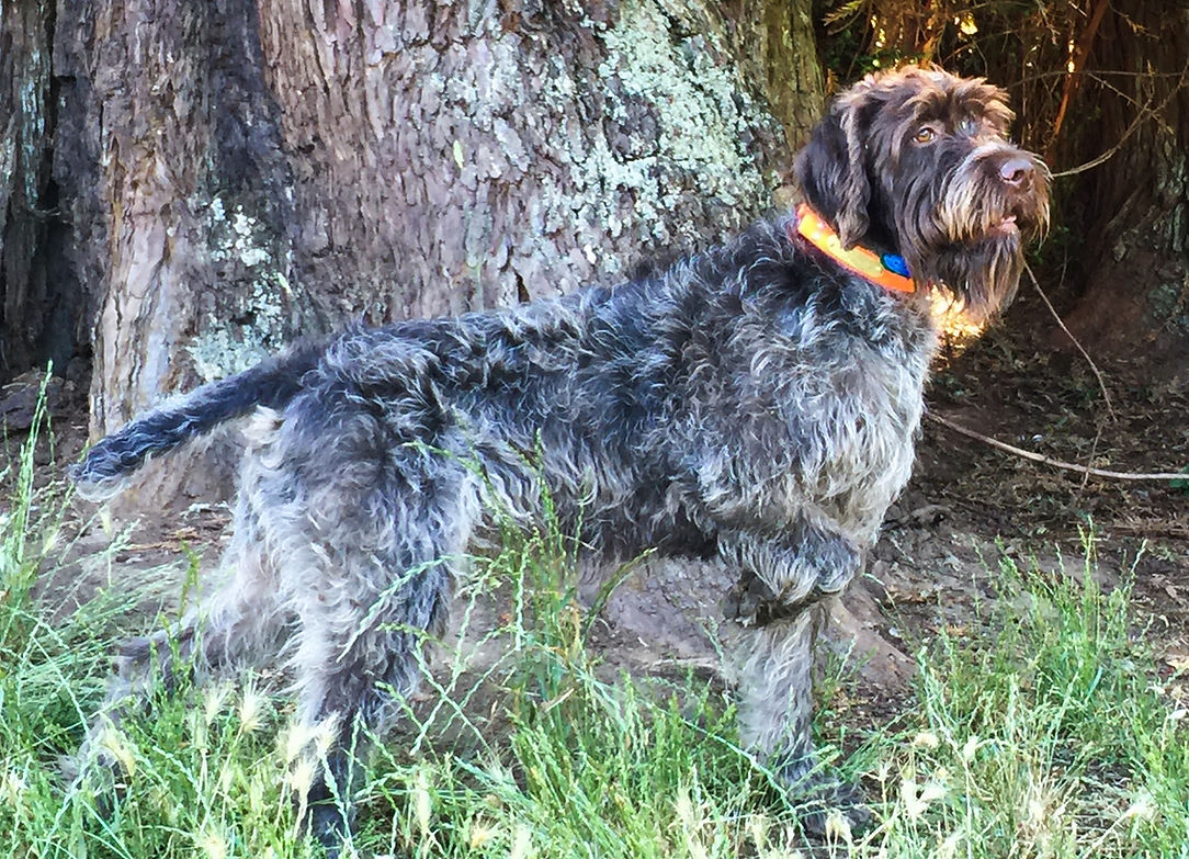 Griffon stud Jimmy standing to wing shot