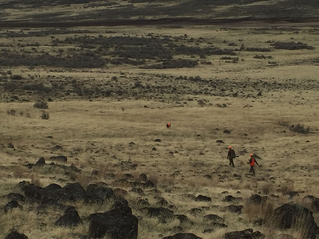 Wirehaired pointing griffon hunting Chukar near Bozeman, MT