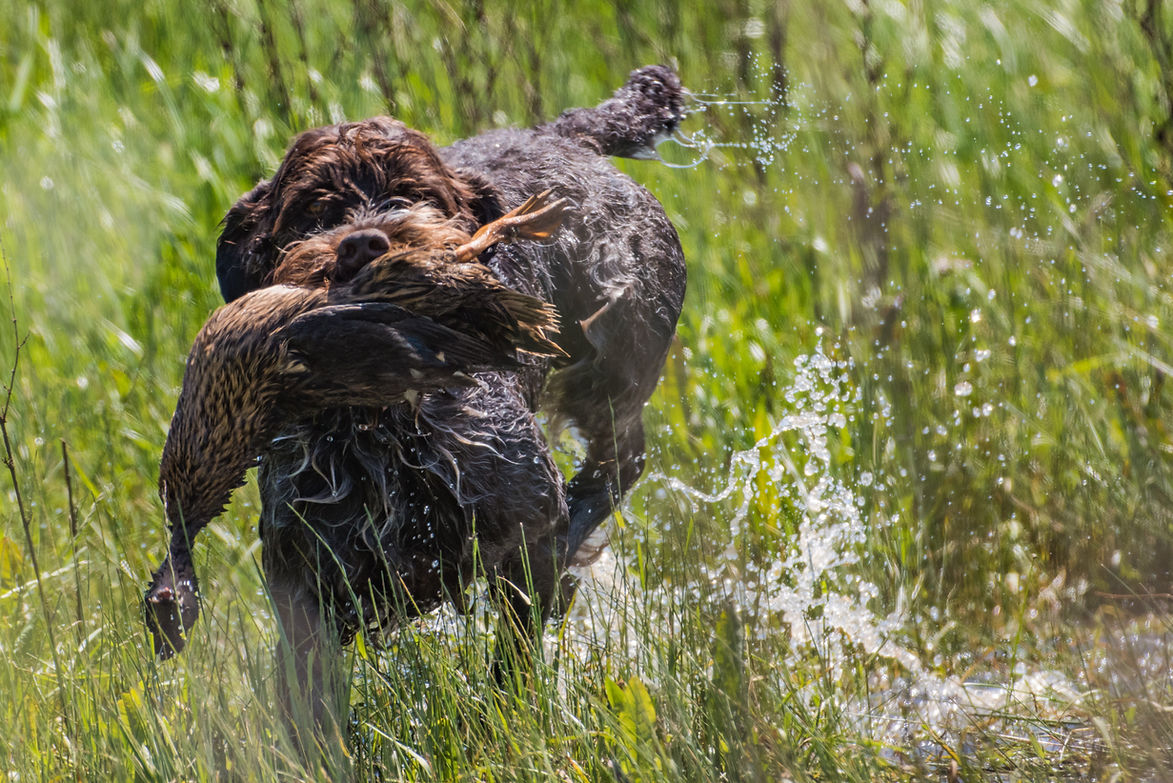 Korthal's griffon stud retrieving a shot duck