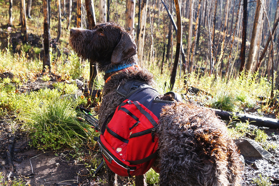 Wirehaired pointing griffon with hunting packs