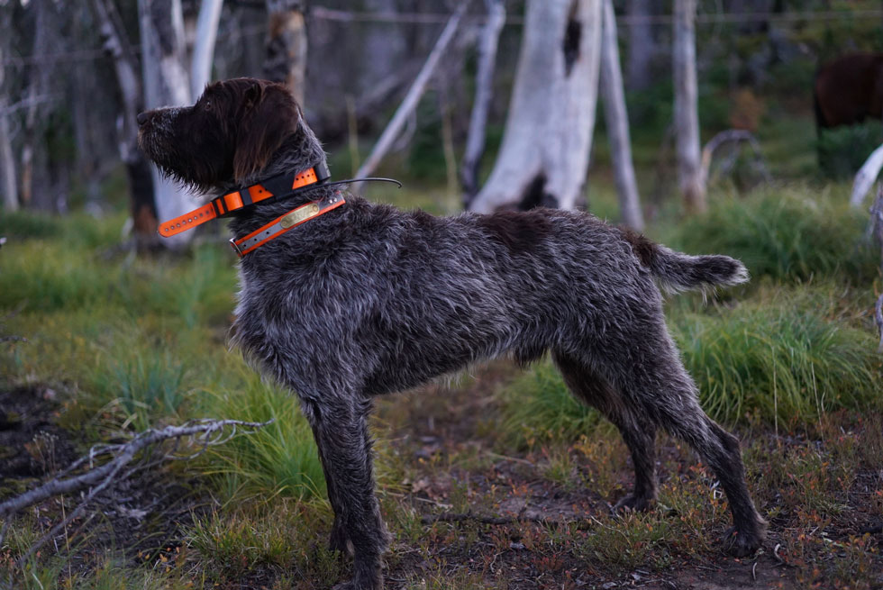 Korthal's griffon in AKC show stance