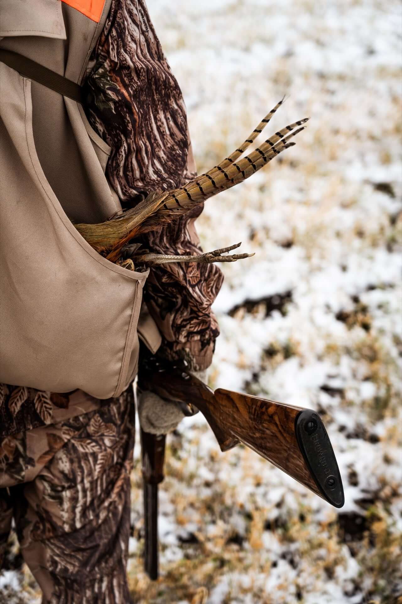Pheasant hunting - Wirehaired Pointing Griffon puppies in Montana