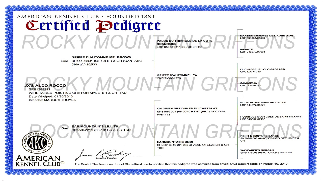 JX's Aldo Rocco AKC Certified Pedigree - Wirehaired Pointing Griffon