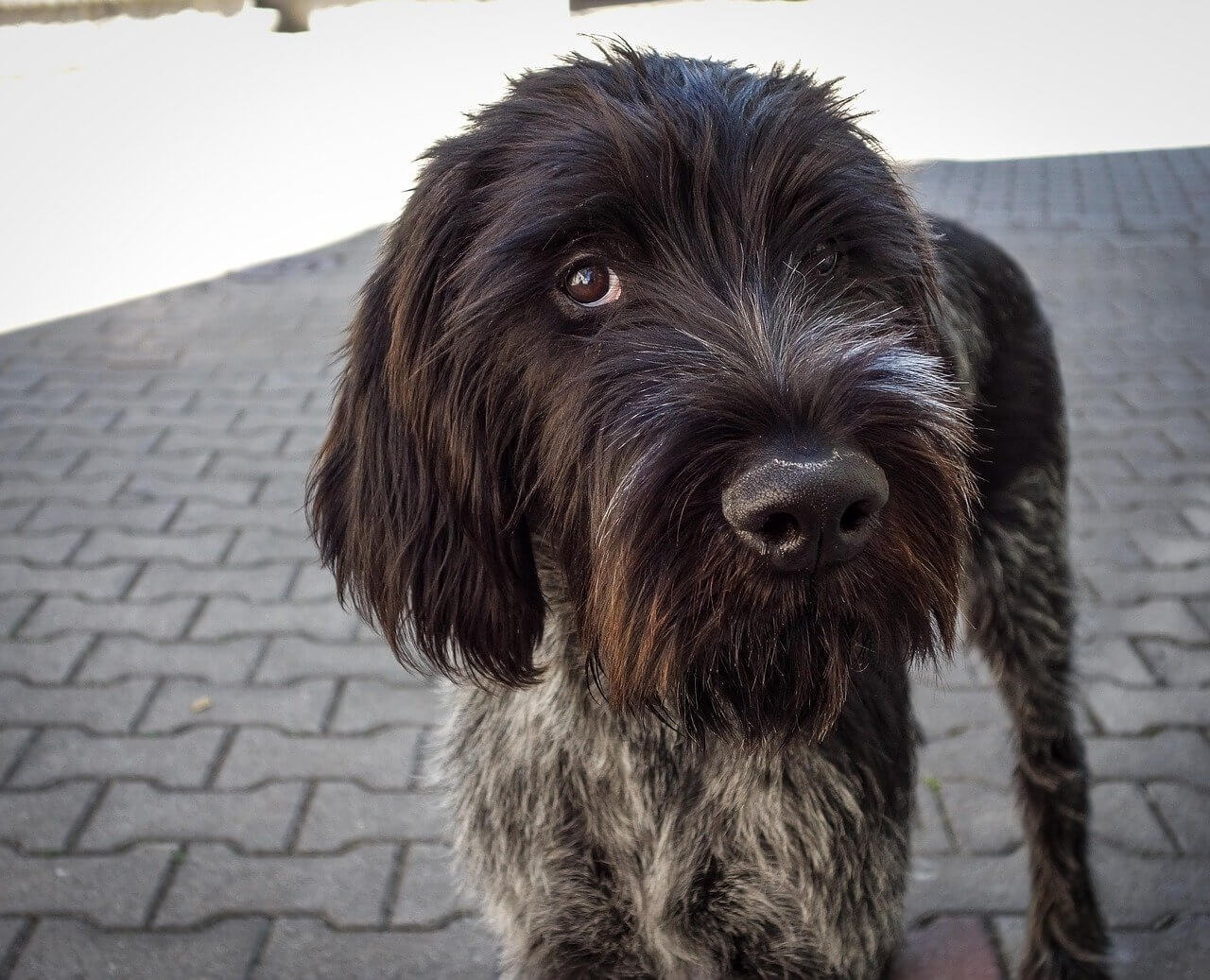 Adopt a Wirehaired Pointing Griffon: The Perfect Companion for Active Families