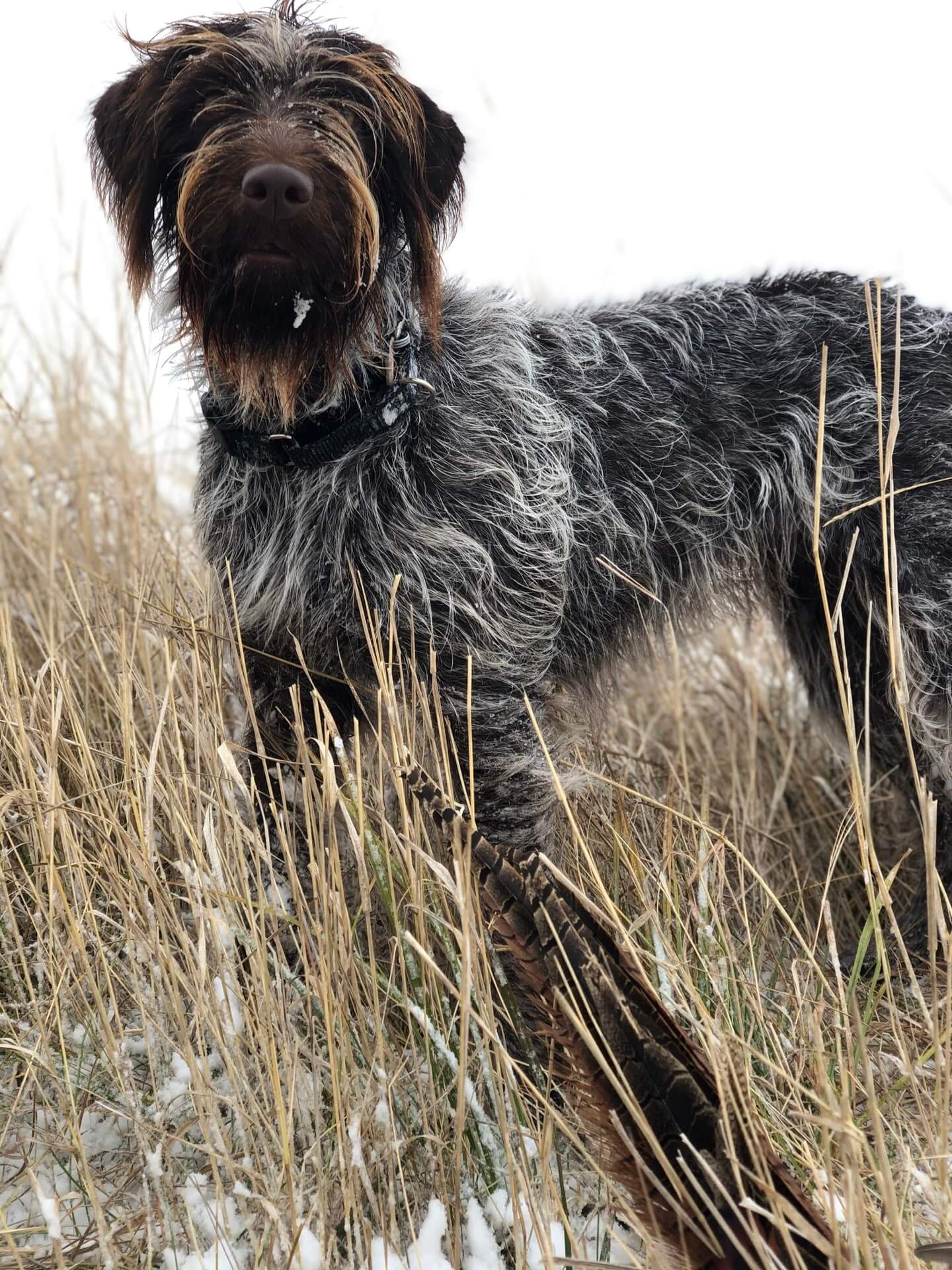 Mocha hunting pheasants 4 - Griffons Out West - Wirehaired Pointing Griffons in Montana