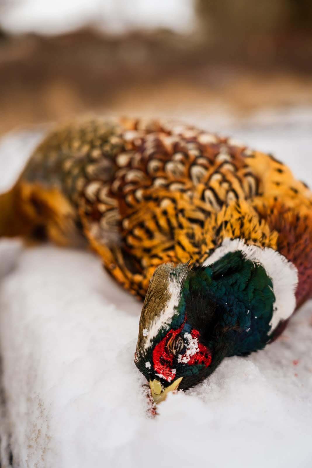 Downed pheasant in snow