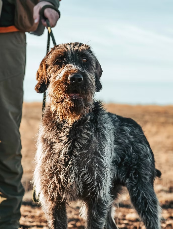 GUN CH TR Riri des Grandes Origines - Pepper's sire - Wirehaired Pointing Griffon