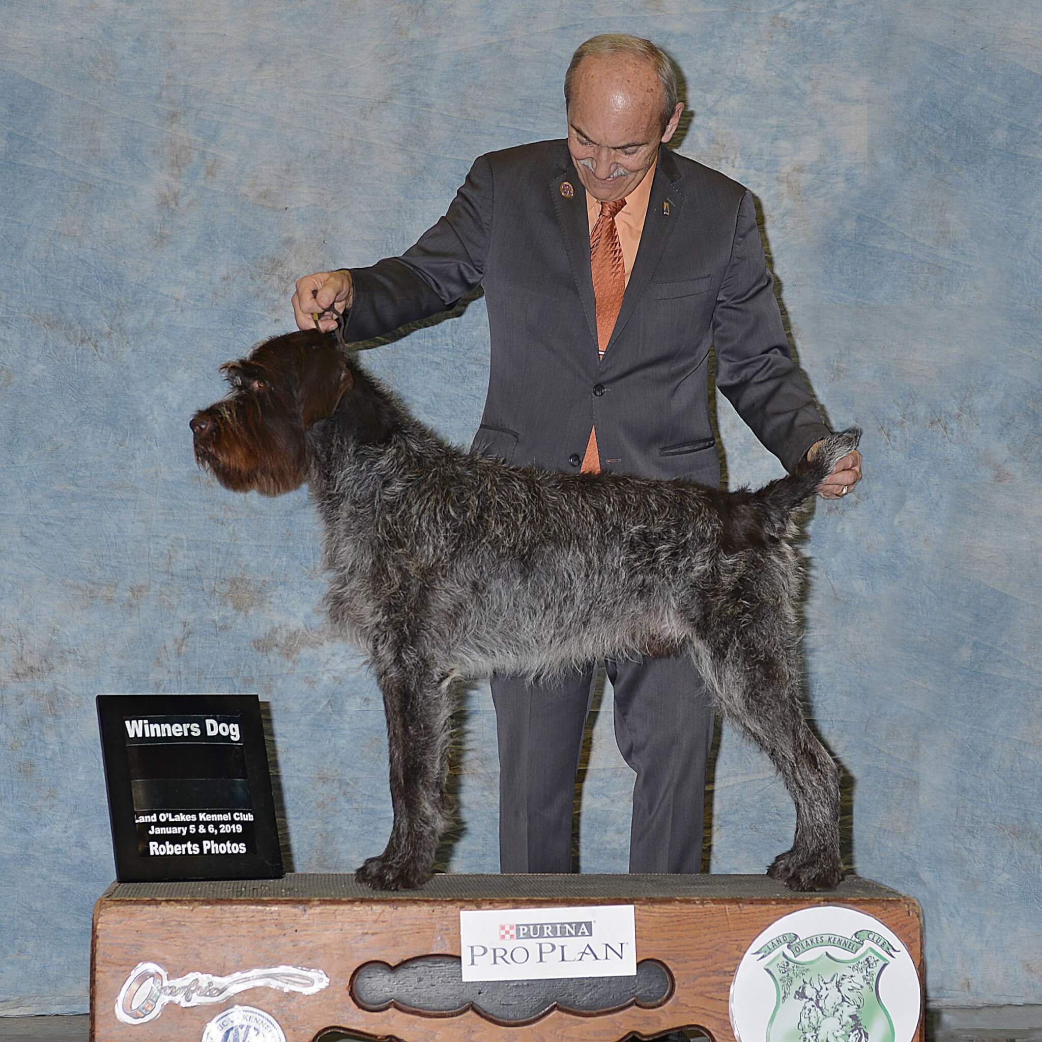 VC CH Flatbrooks Walker MH receiving AKC Champion award