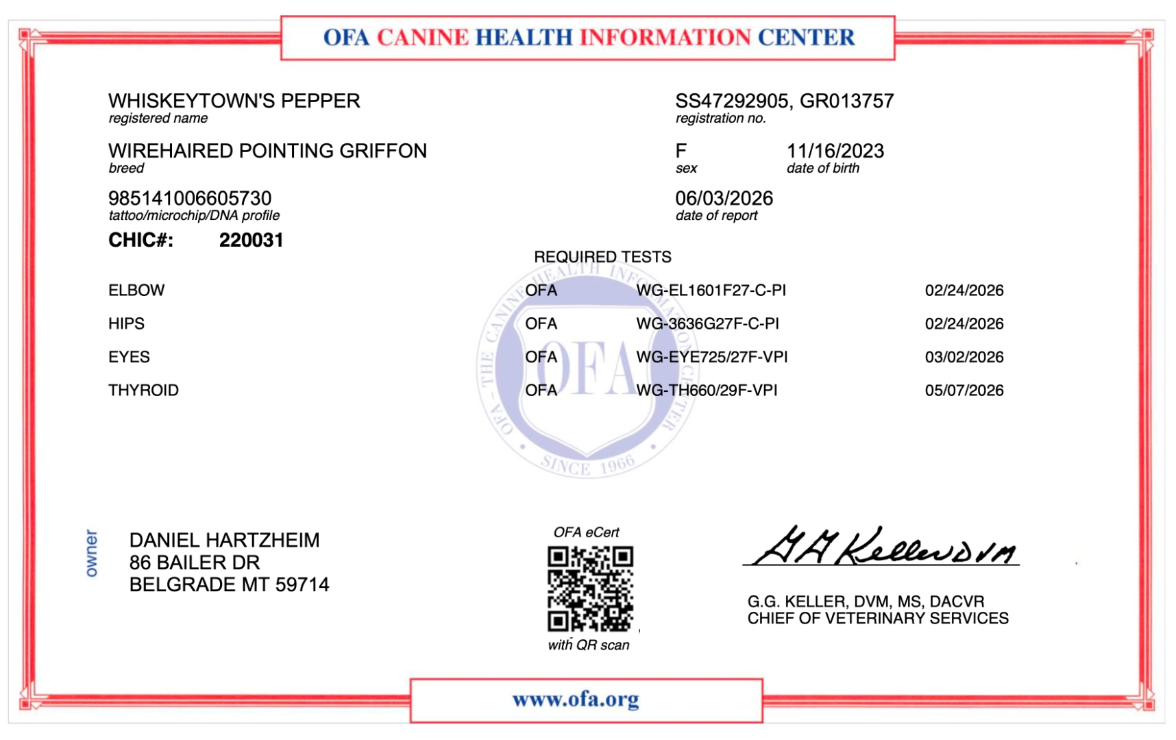 Whiskeytown's Pepper OFA CHIC Health Certificate - Wirehaired Pointing Griffon