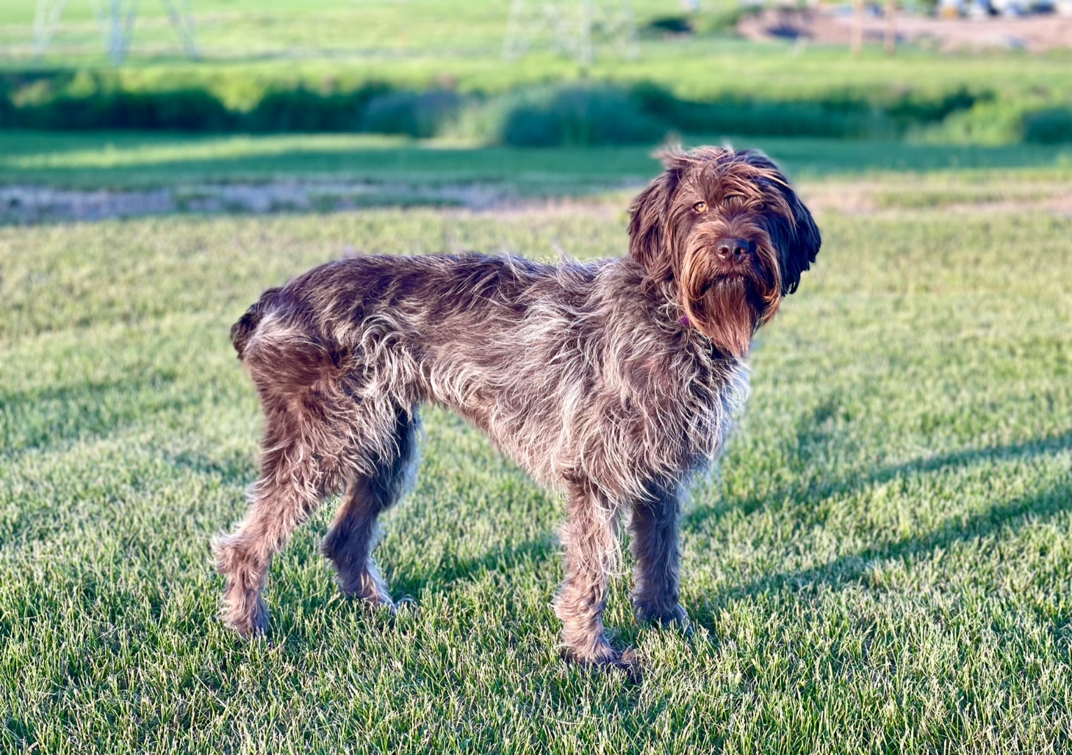 Whiskeytown's Pepper standing in a Montana field - Wirehaired Pointing Griffon