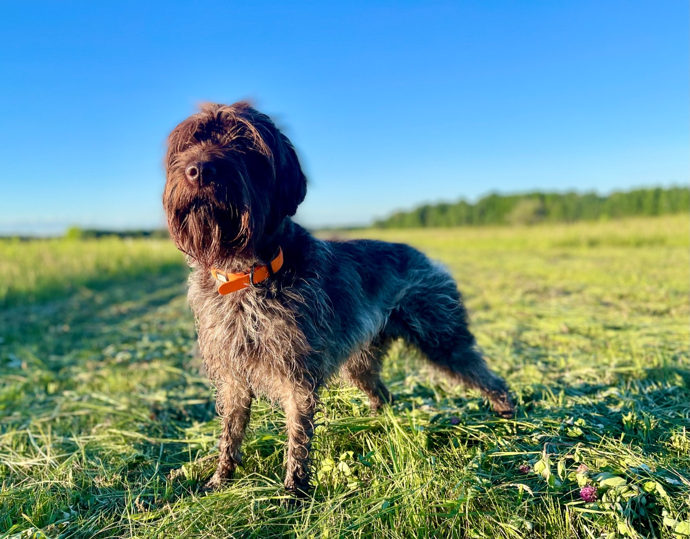 Whiskeytown's Pepper on point in a field under blue sky - Wirehaired Pointing Griffon