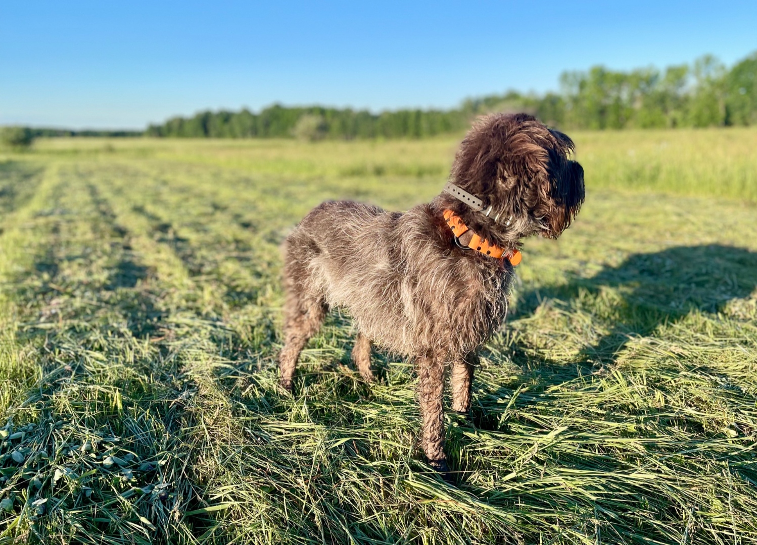 Whiskeytown's Pepper looking back across a cut field - Wirehaired Pointing Griffon