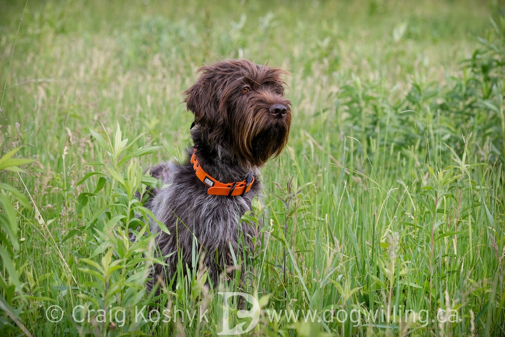 Whiskeytown's Pepper sitting in tall summer grass - Wirehaired Pointing Griffon