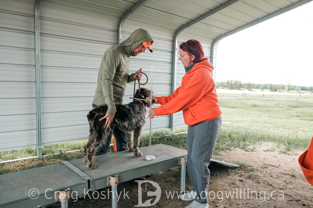 Whiskeytown's Pepper being measured at a conformation evaluation - Wirehaired Pointing Griffon