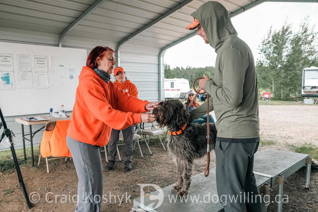 Whiskeytown's Pepper examined by a judge at a UKC event - Wirehaired Pointing Griffon