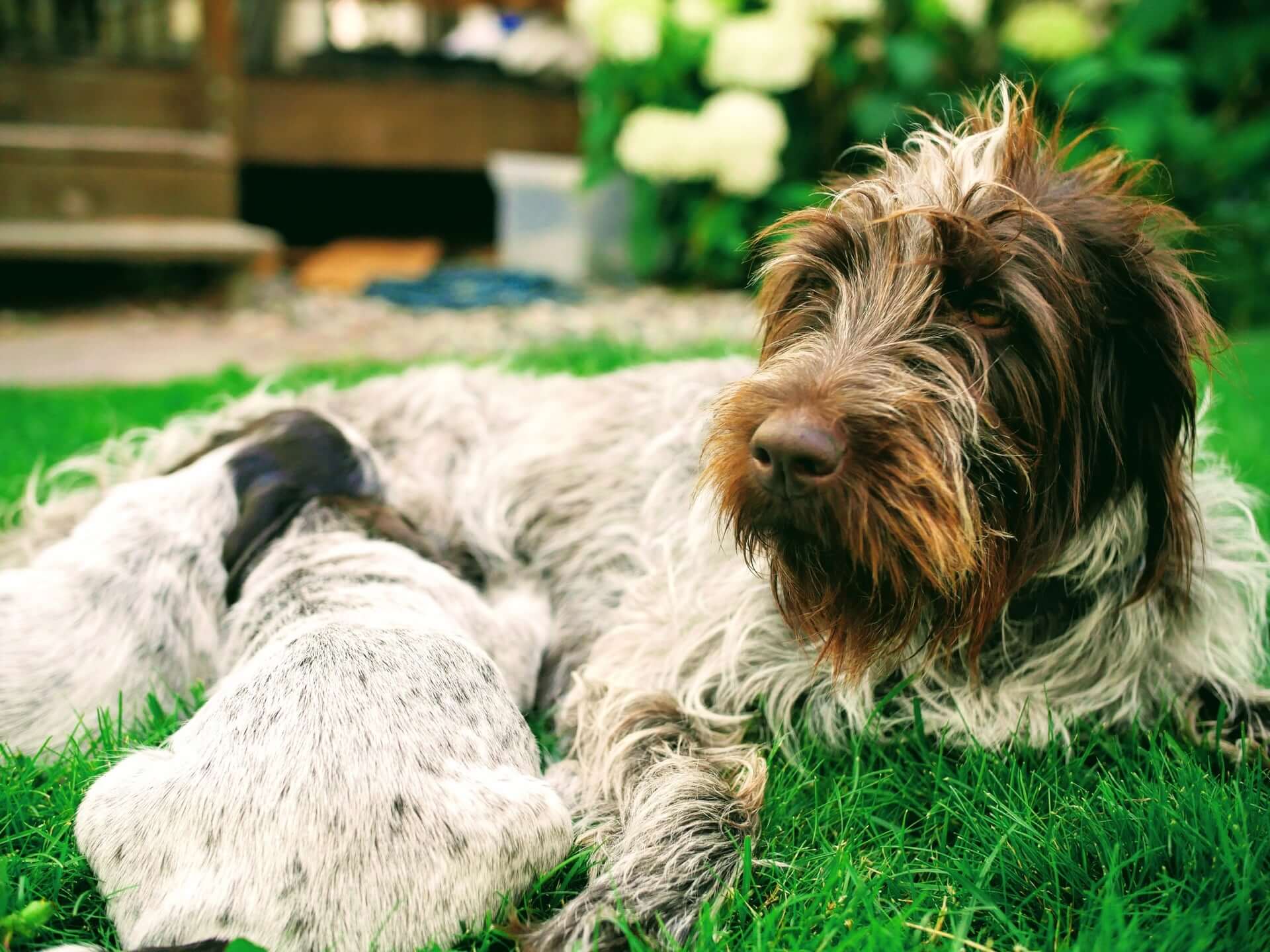 Mother griffon with nursing puppies