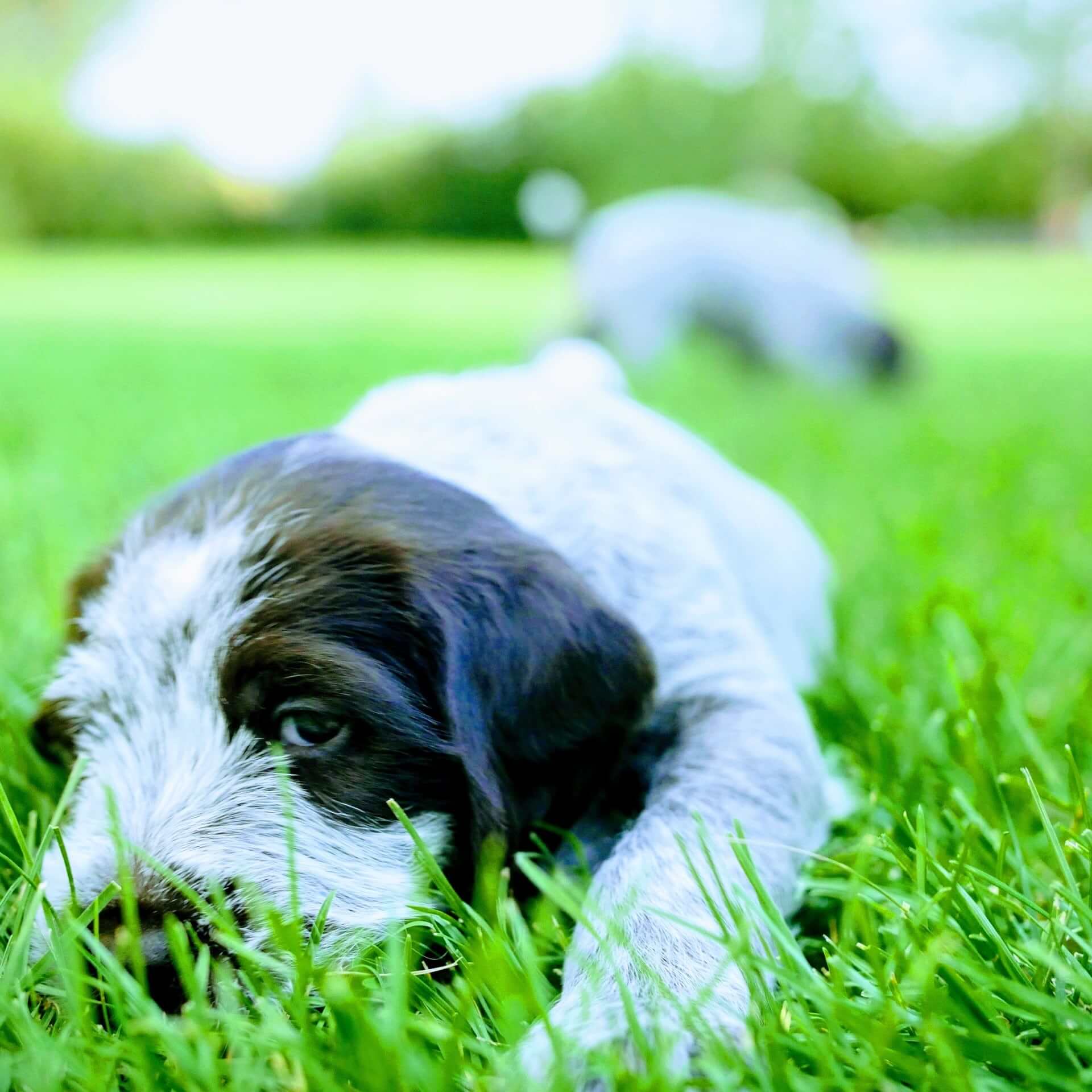 Female griffon in grass
