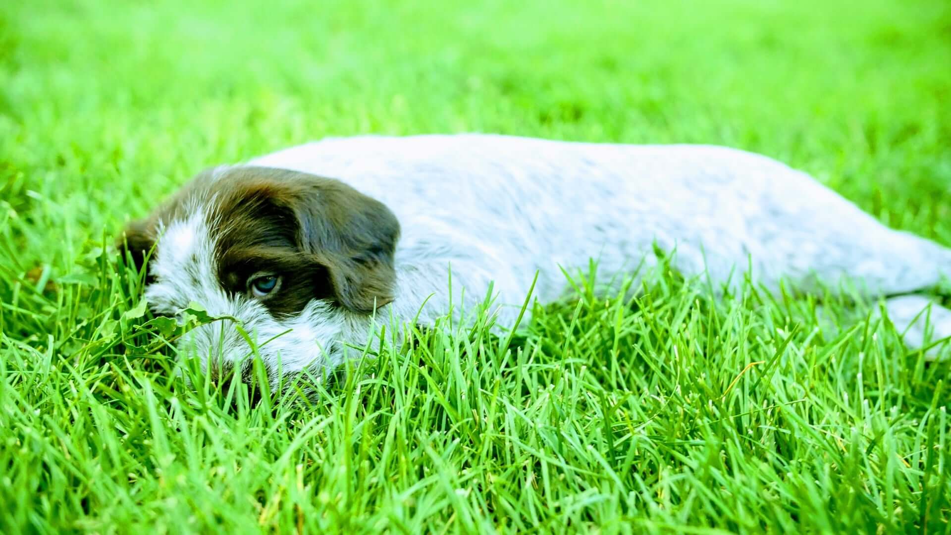 Female griffon laying in grass