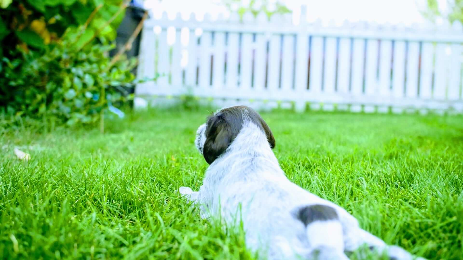 Female griffon facing away