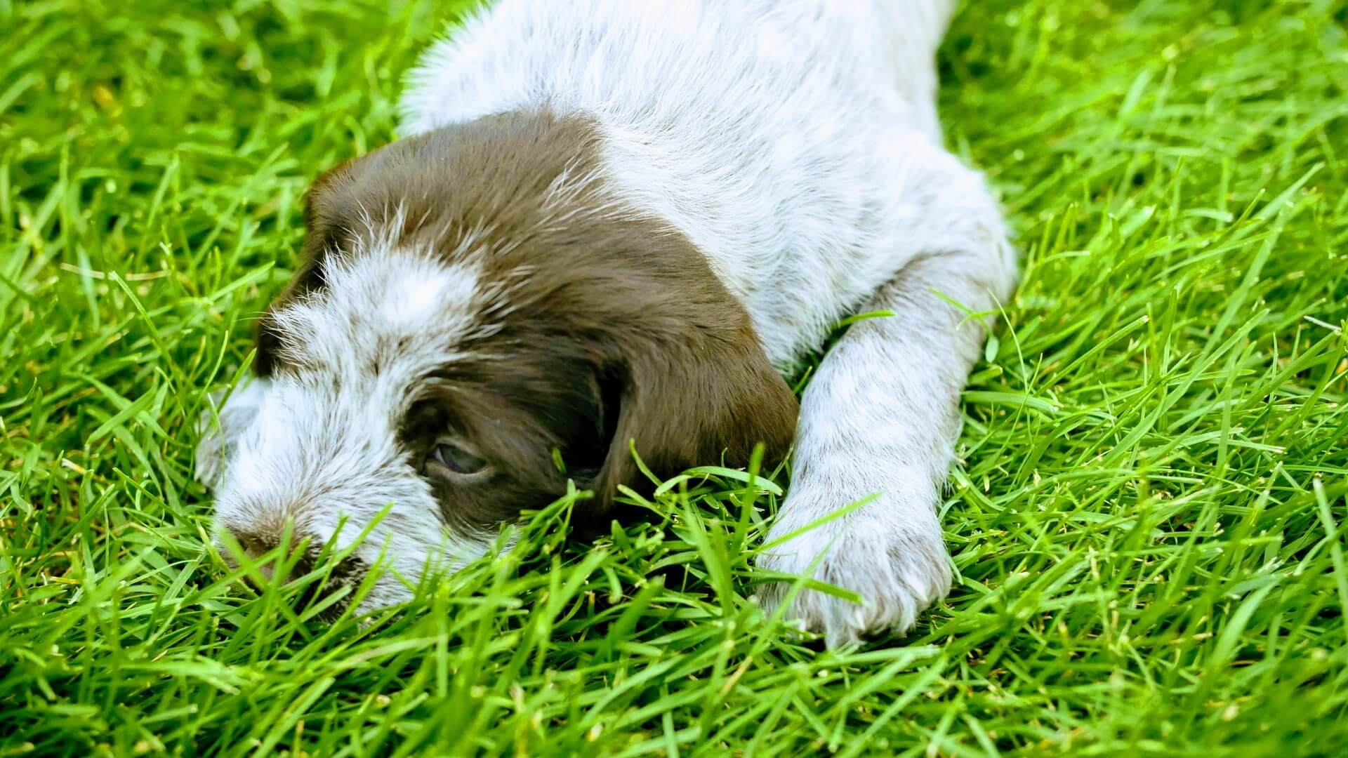 Female griffon lying in grass