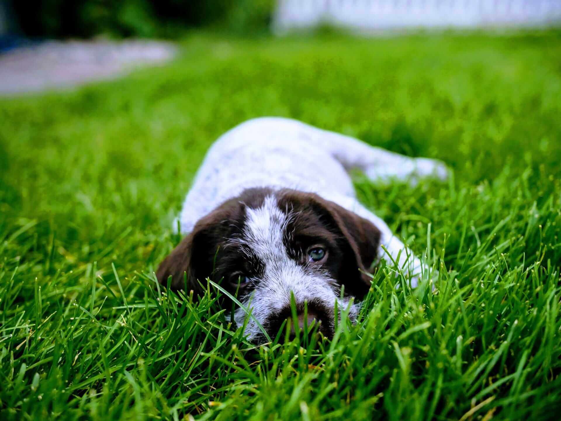 Male griffon puppy in grass