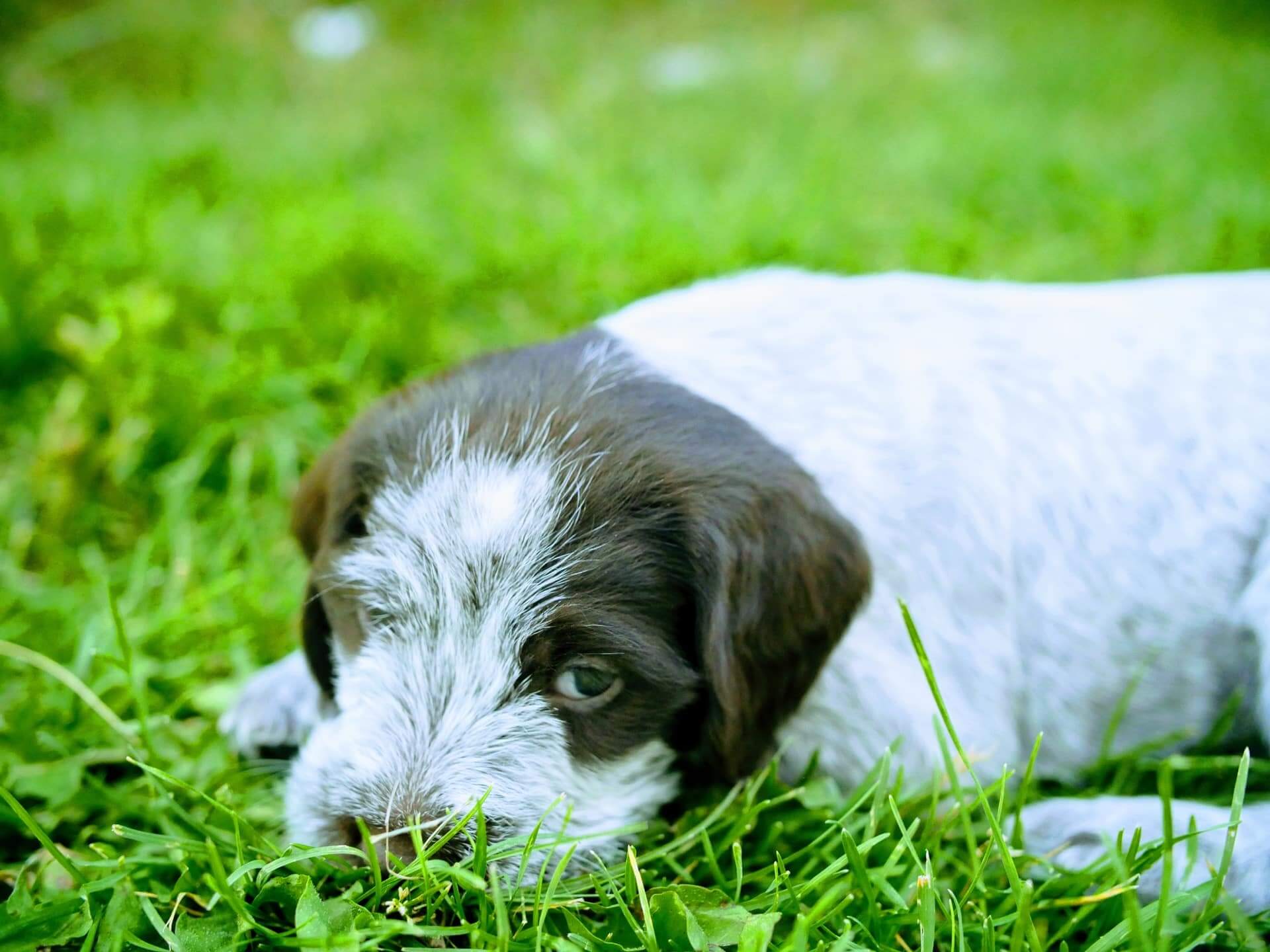 Female griffon puppy front view