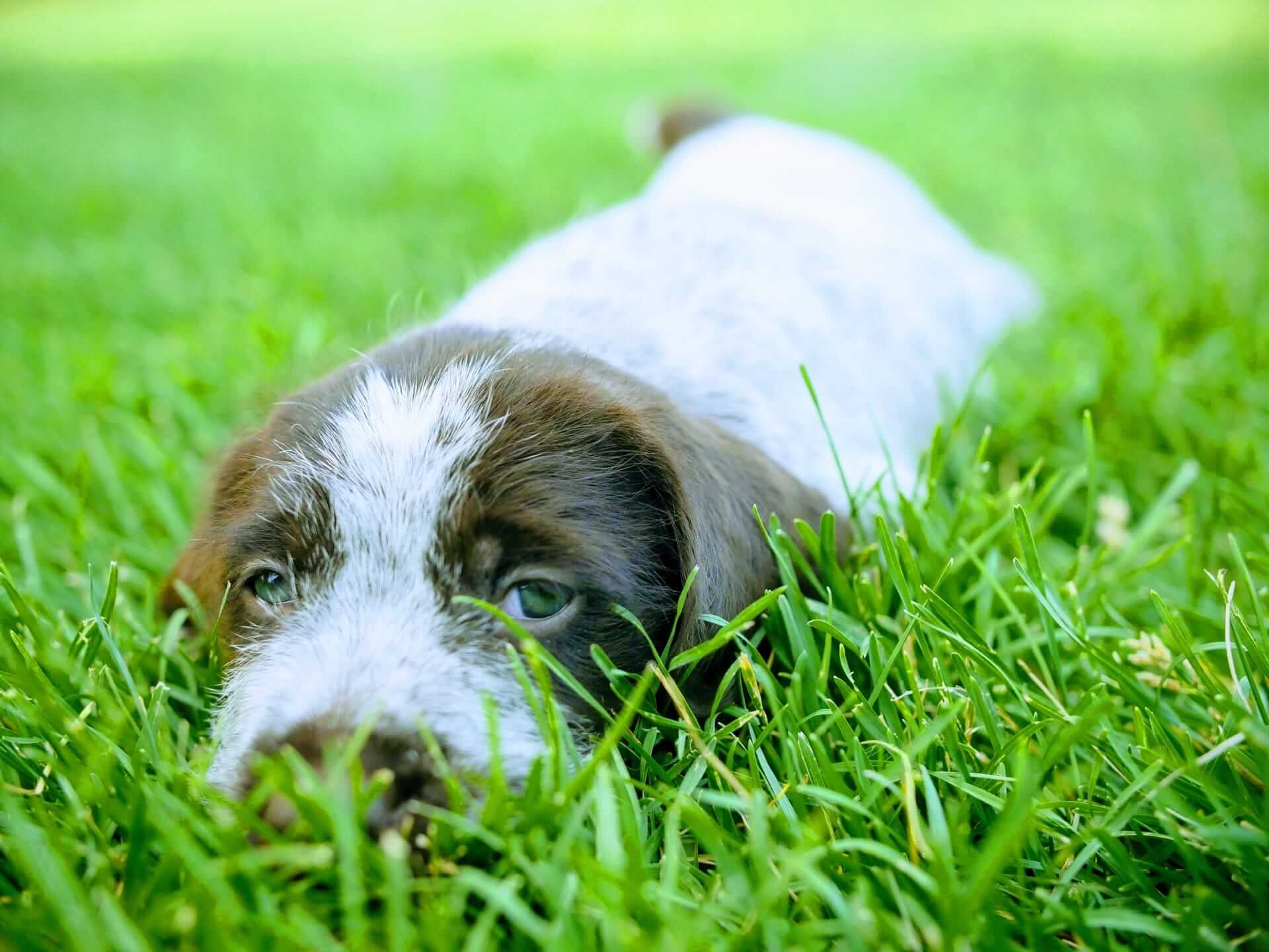Male griffon puppy lying in grass