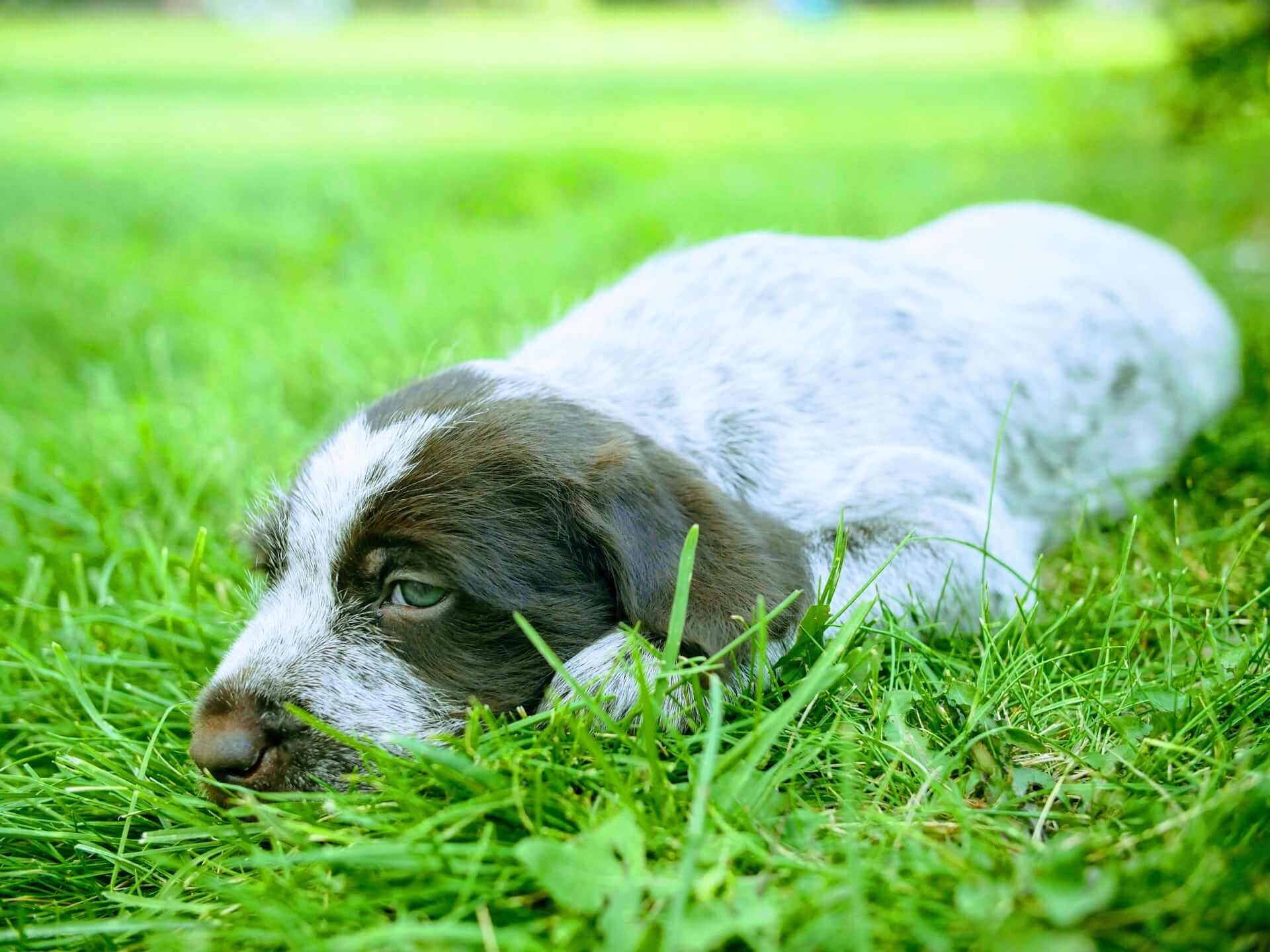Male griffon puppy laying in grass