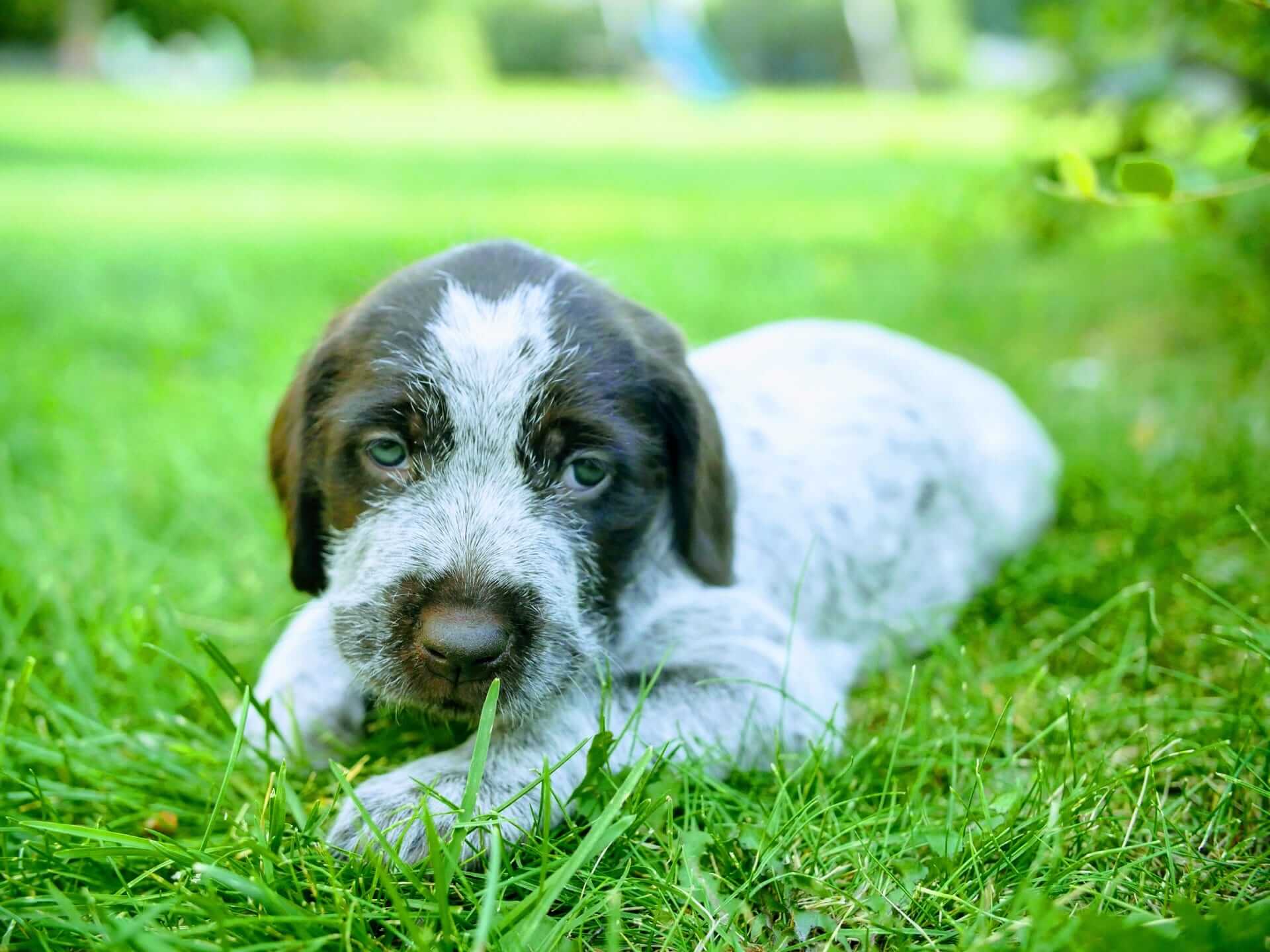 Wirehaired Pointing Griffon Health Concerns