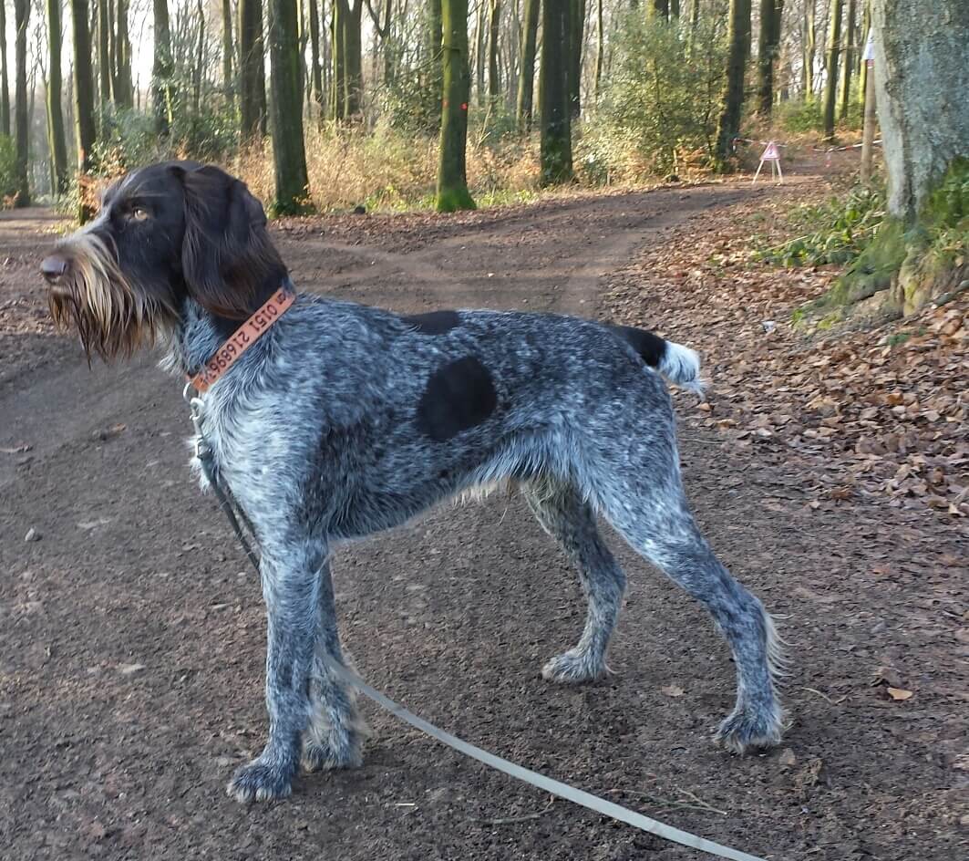 Wirehaired Pointing Griffon dam