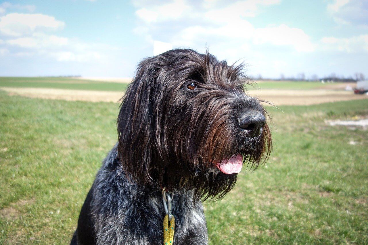Fun Activities for Wirehaired Pointing Griffons