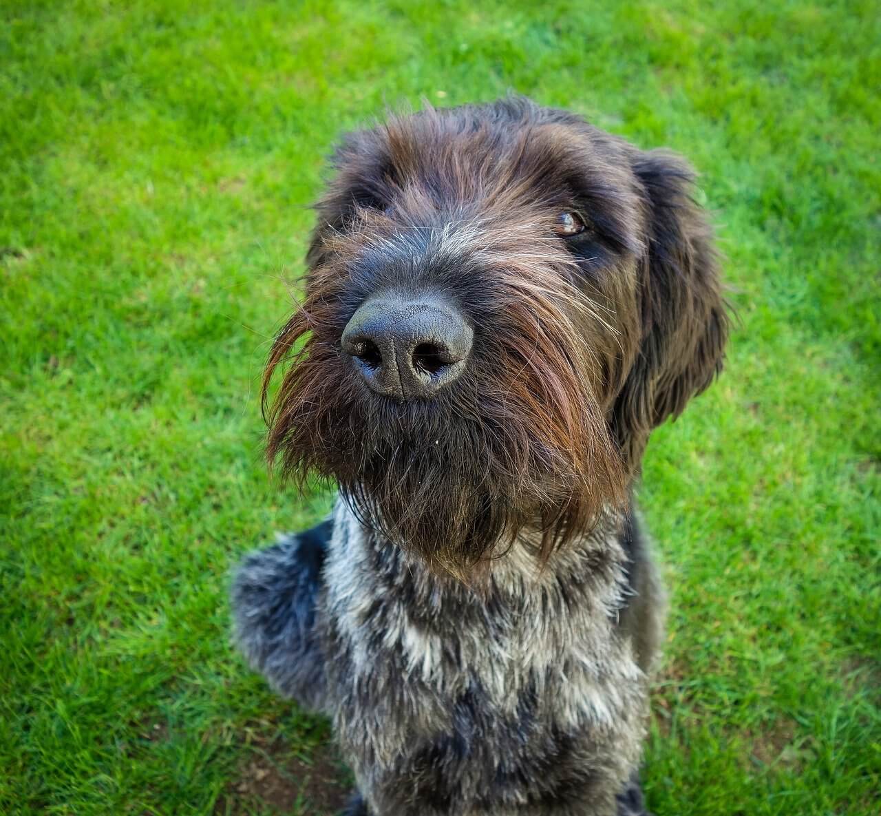 Wirehaired Pointing Griffon sitting at attention