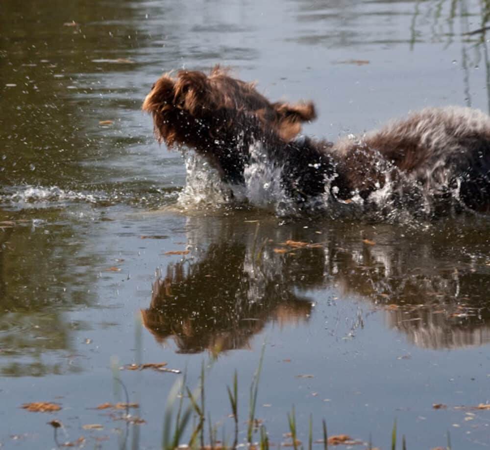 Water entrance Wirehaired Pointing Griffon puppies in Montana