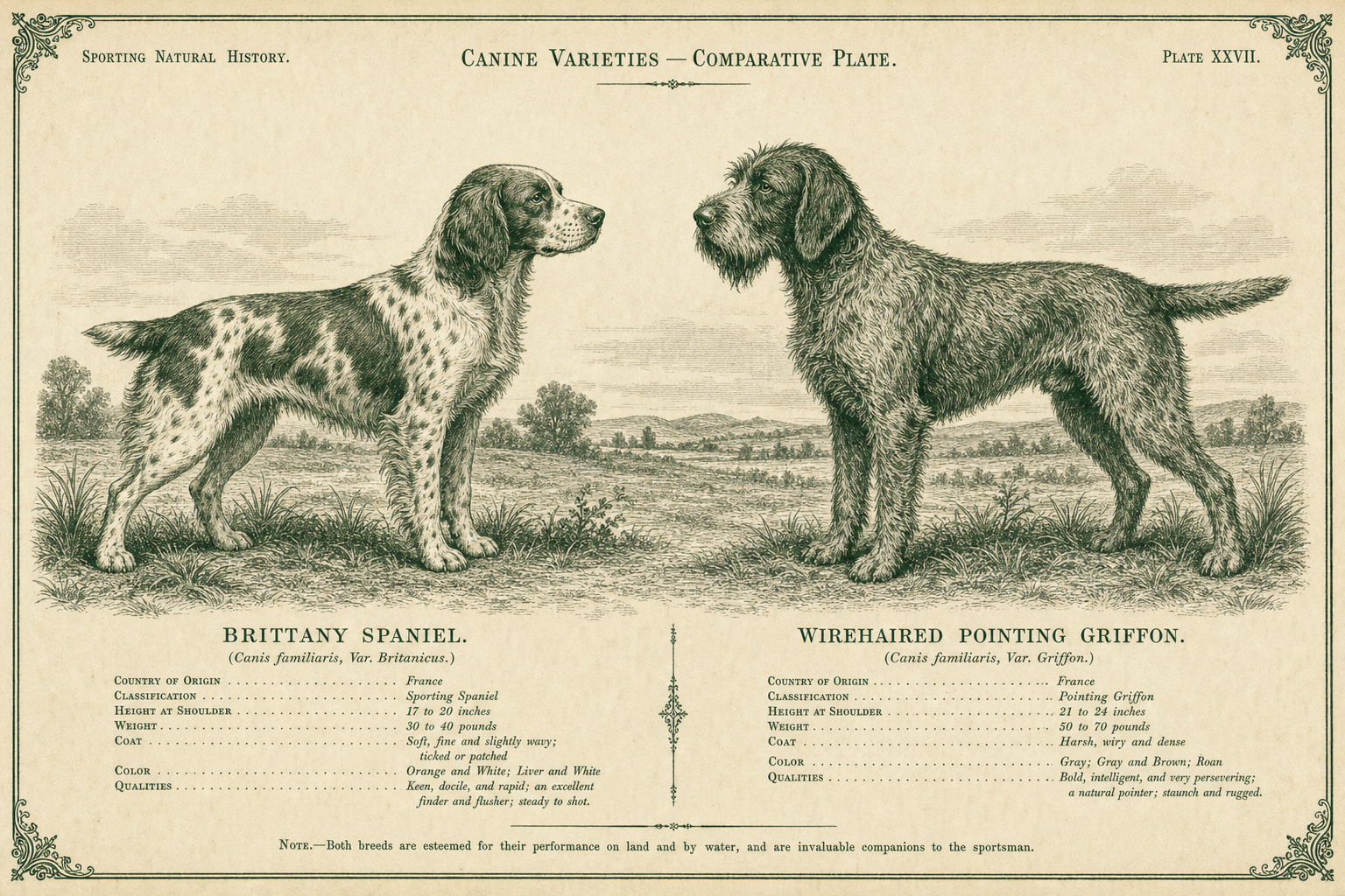 WPG vs. Brittany: Compact Spaniel or Bearded Versatile?