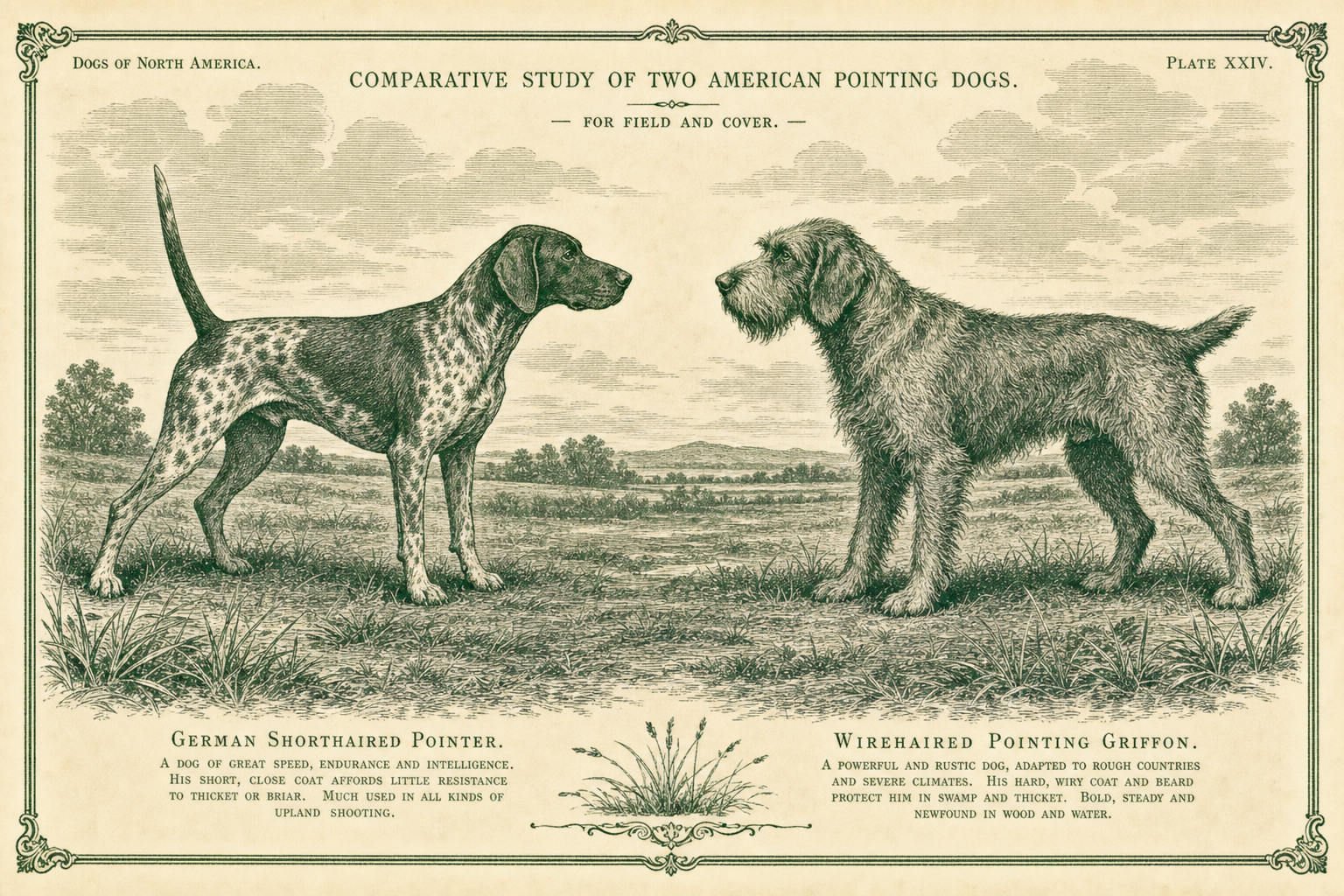 WPG vs. German Shorthaired Pointer: Which Bird Dog?