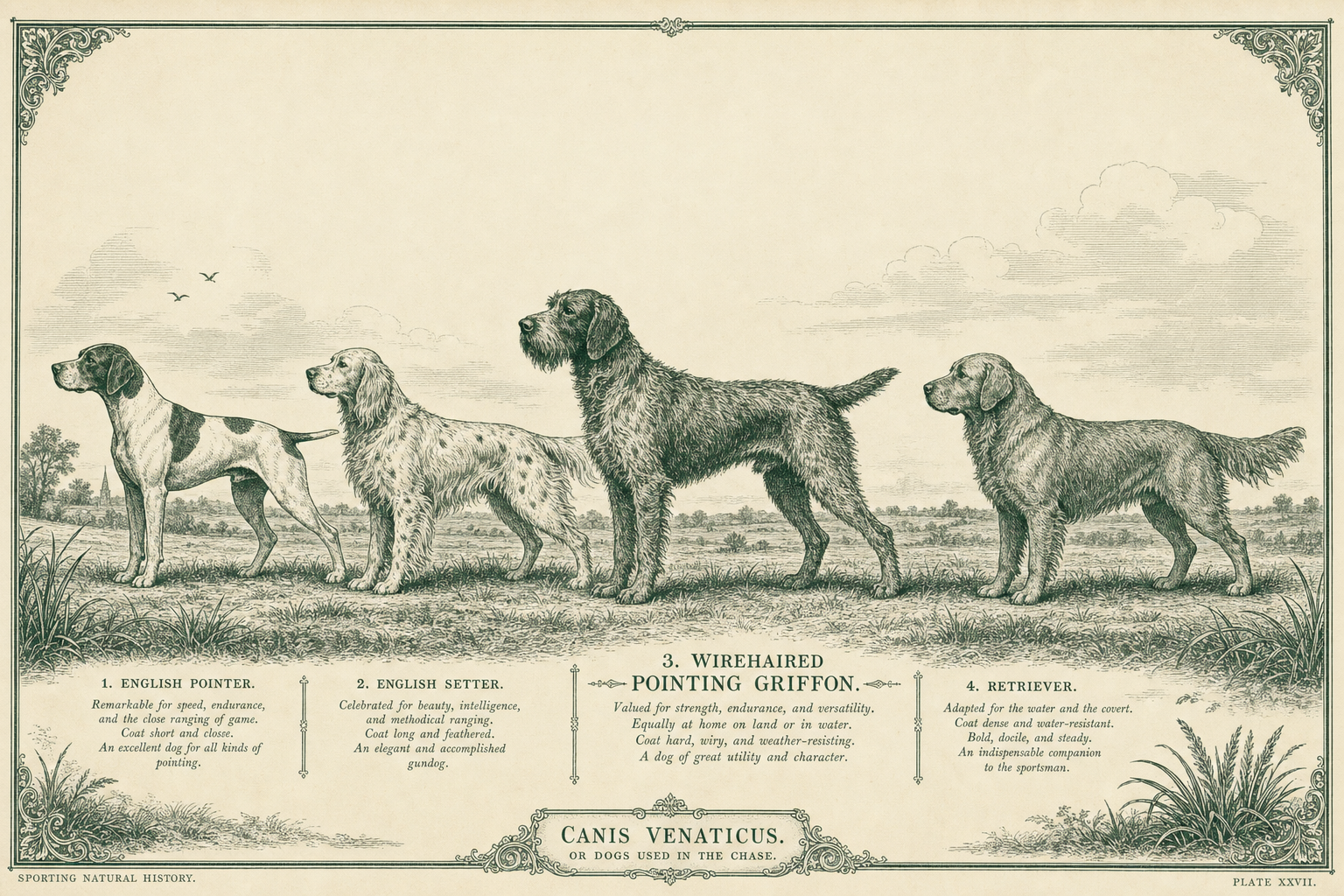 How the Griffon Compares to Other Gundog Breeds