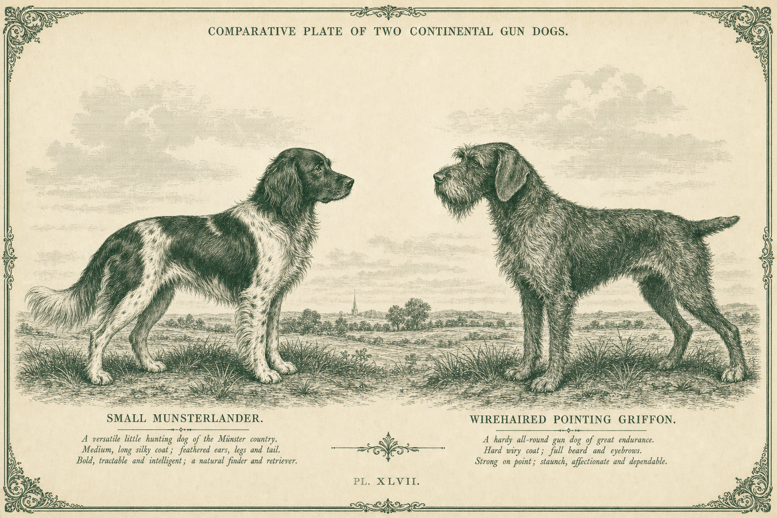 WPG vs. Small Munsterlander: Two Continental Versatiles