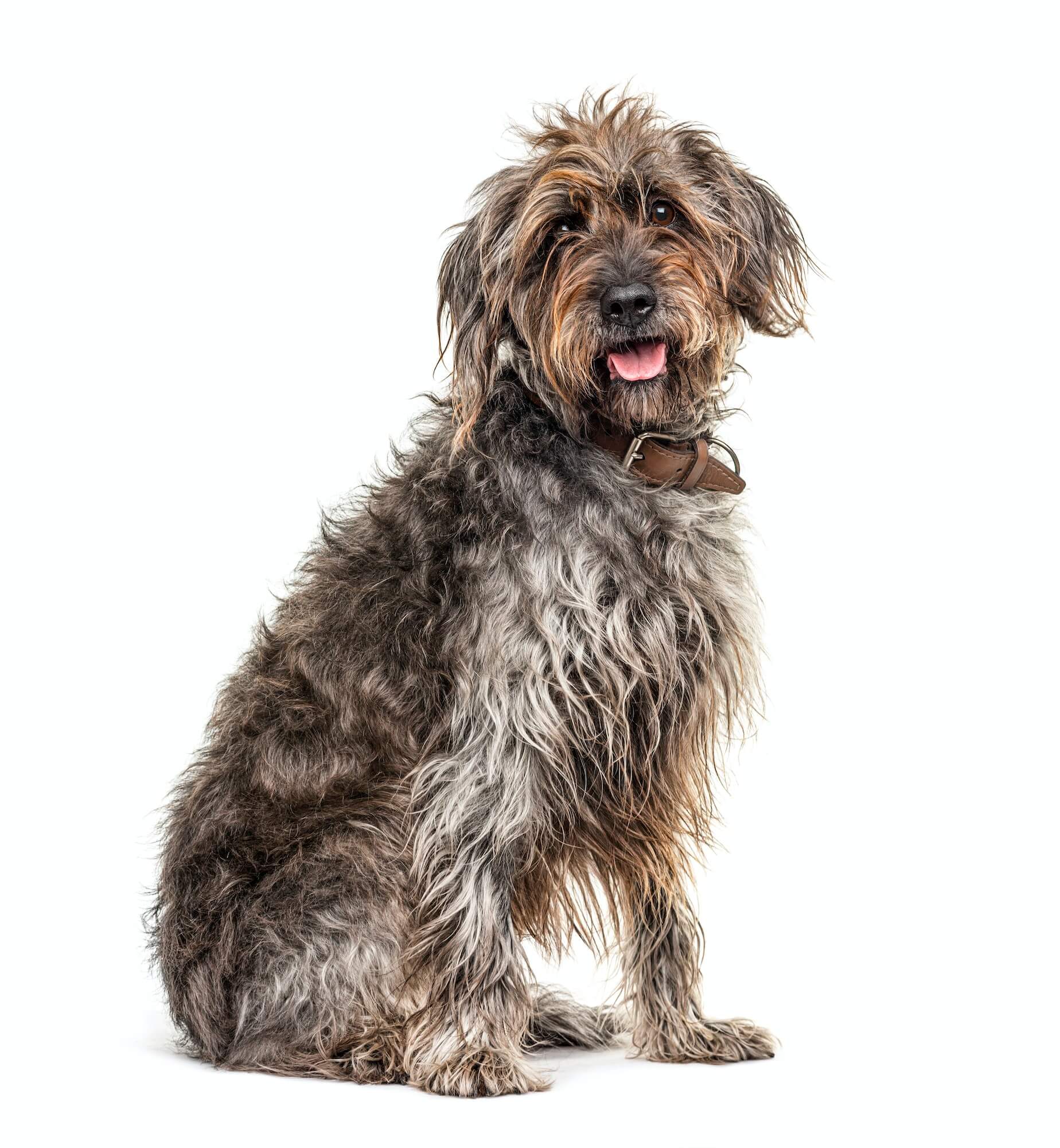 Grooming Your Wirehaired Pointing Griffon: Tips and Techniques