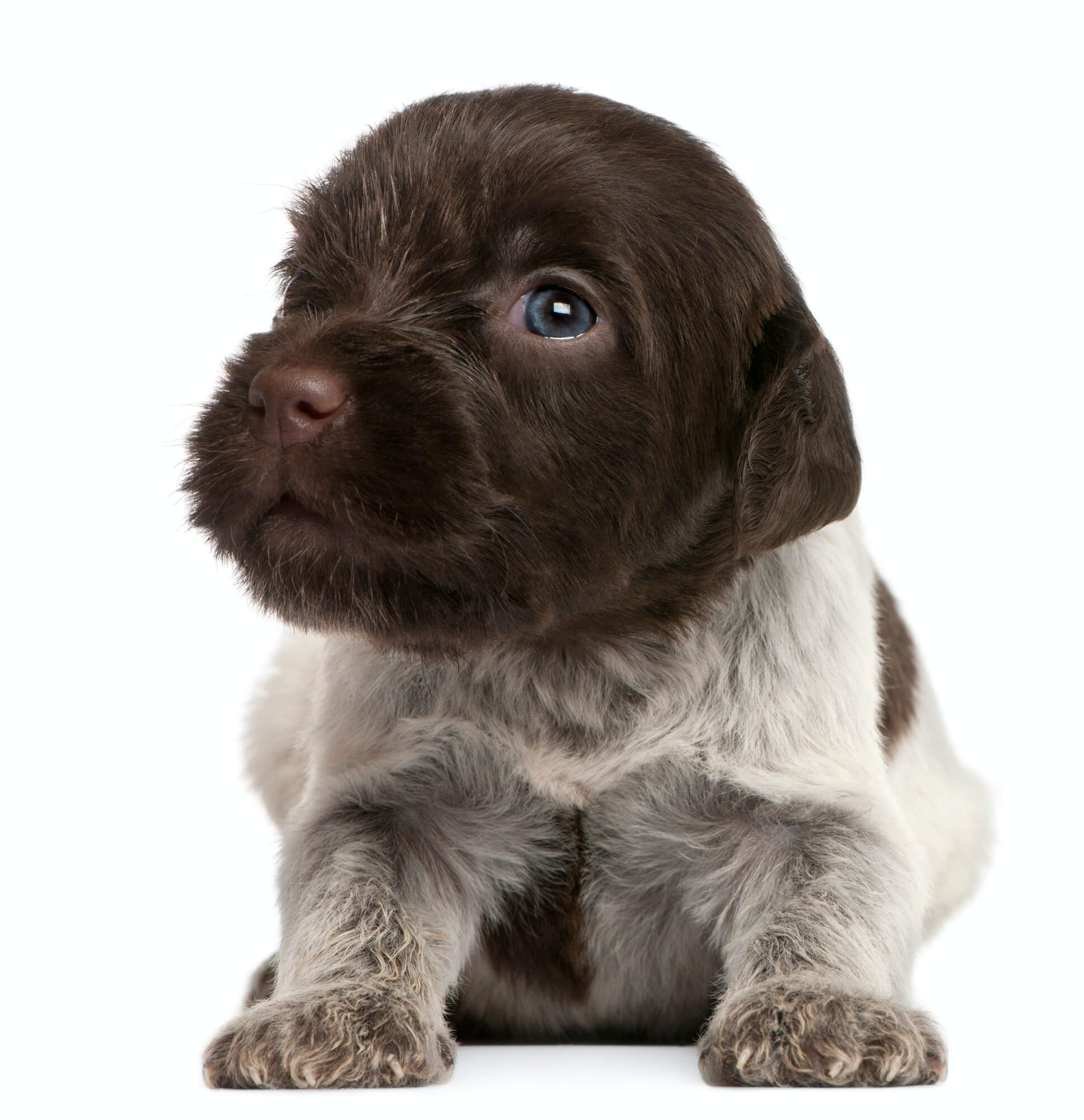 Grooming Your Wirehaired Pointing Griffon Puppy: Tips and Tricks for a Healthy Coat